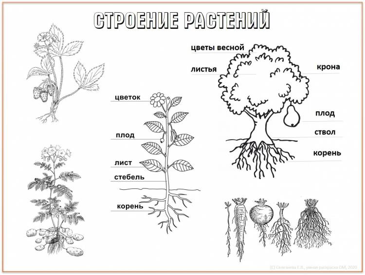 Части растения раскраска