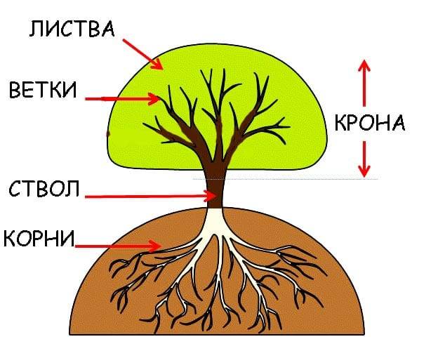 Листья деревьев