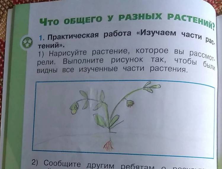 Картинки Части растения