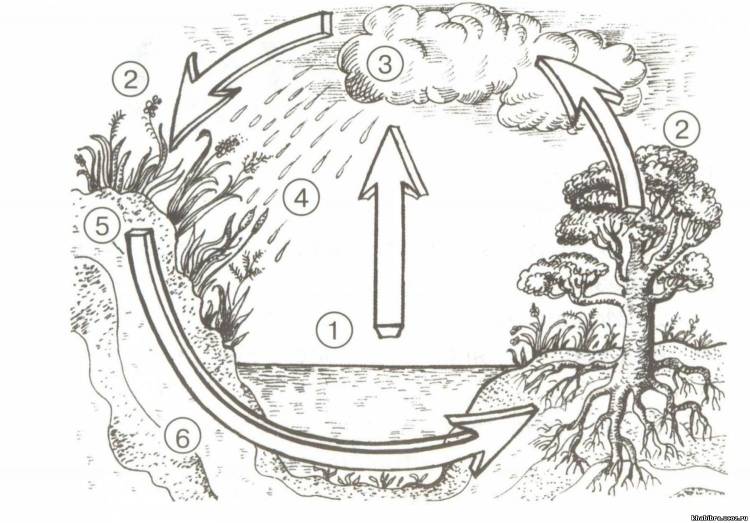 Круговорот воды в природе раскраска