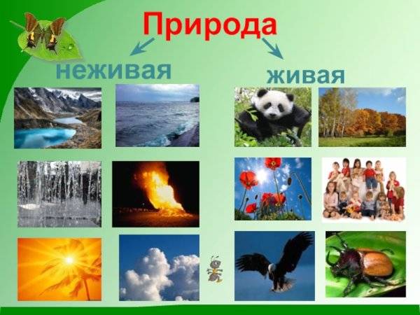 Картинки по теме живая и неживая природа для детей 