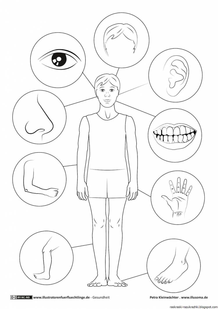 Тело человека для детей раскраска