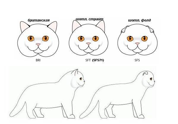 Рисунок шотландской вислоухой кошки поэтапно 