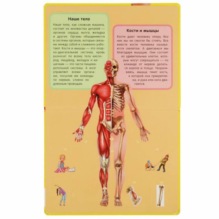 Книга с окошками «Тело человека»