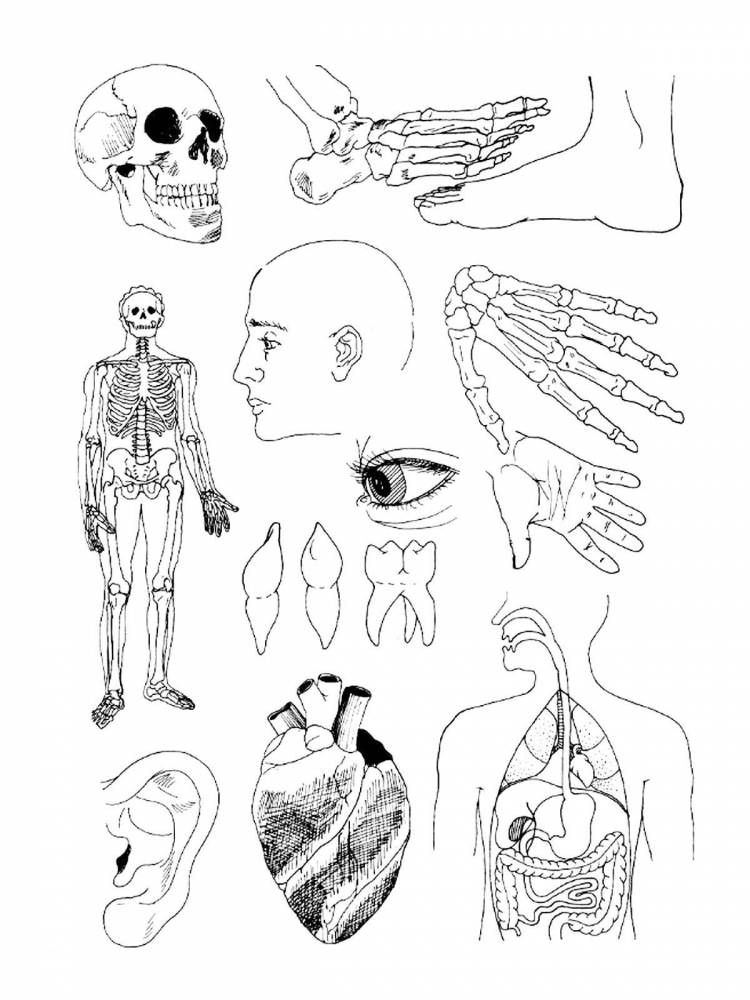 Раскраски человека, Раскраска Части тела человека Строение тела