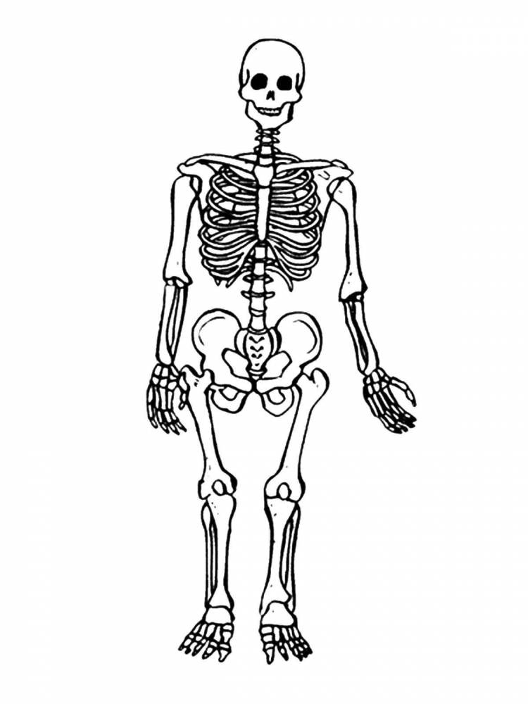 Раскраски Раскраска Человеческий скелет Строение тела, Раскраски детские