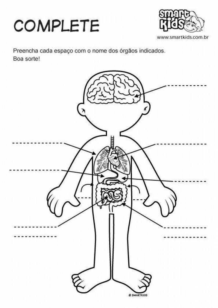 Раскраски Органы человека для детей 
