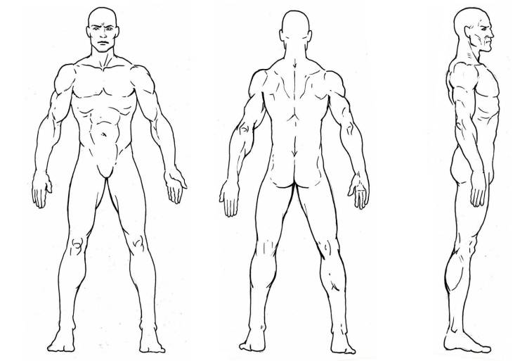Телосложение человека рисунок