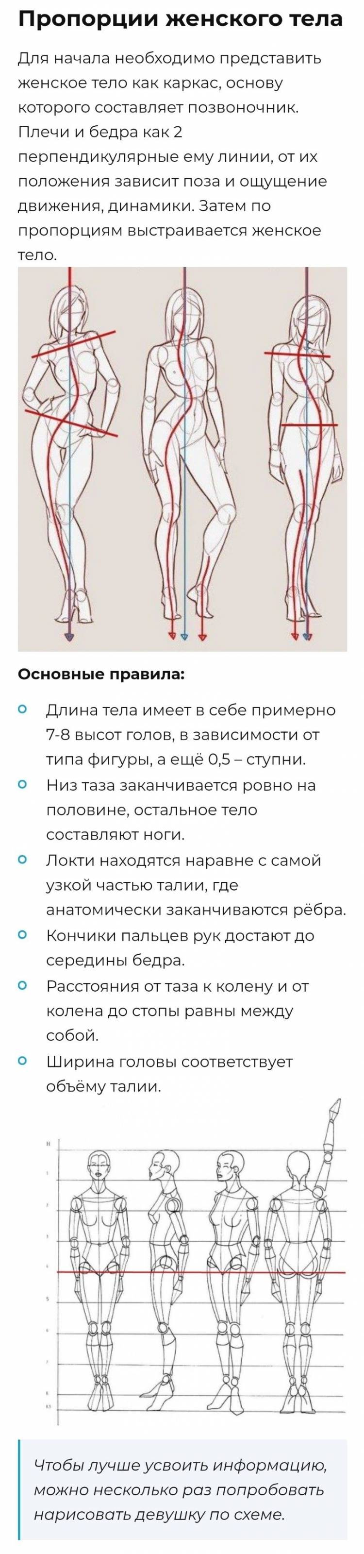 Пропорции женского тела скетчи