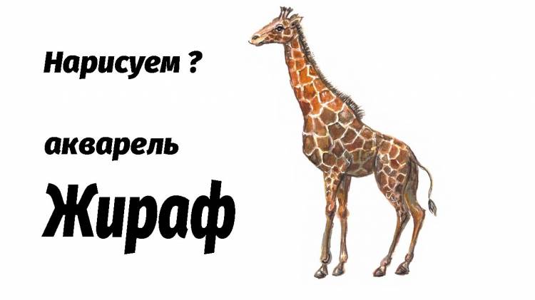 Как нарисовать жирафа акварелью