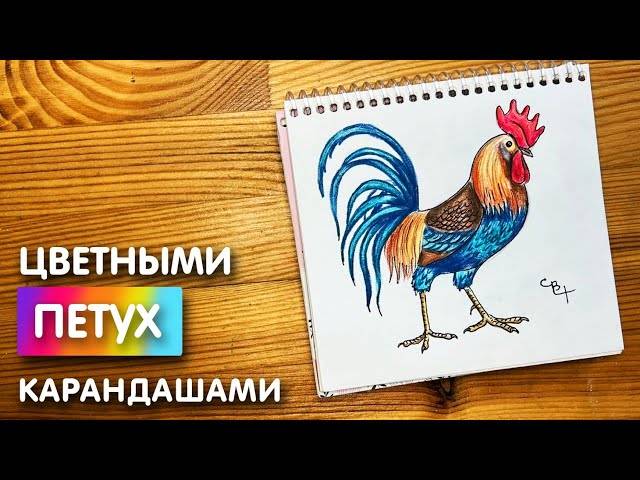 Как нарисовать петуха цветными карандашами