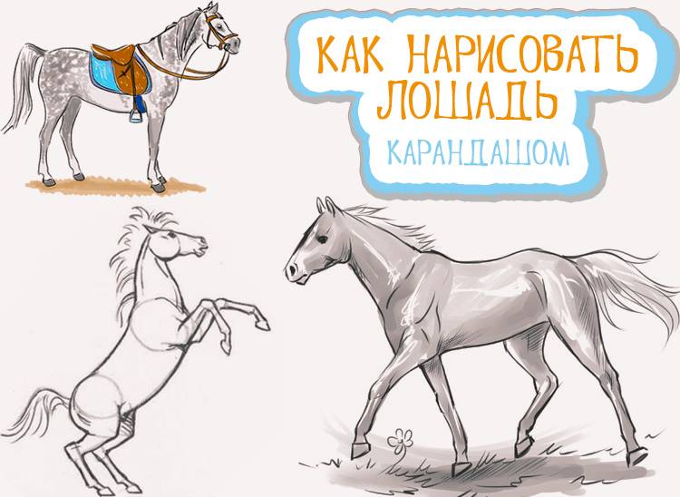 Как нарисовать лошадь карандашом поэтапно