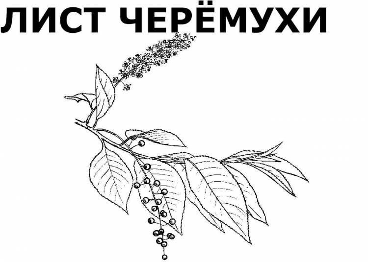 Лист черемухи рисунок