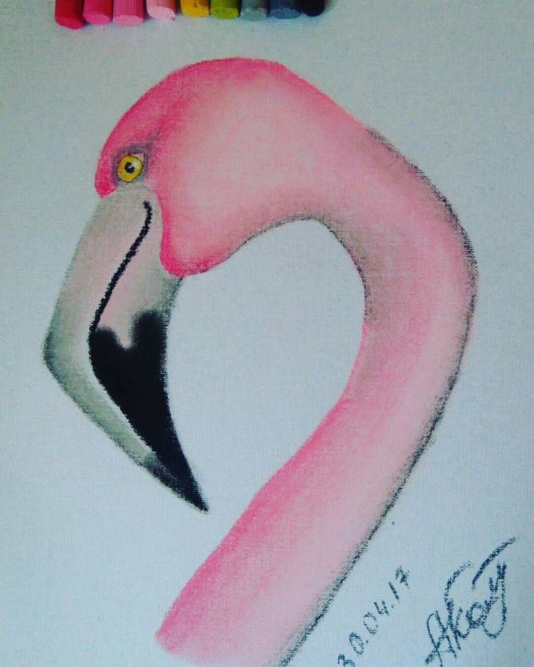 Flamingo