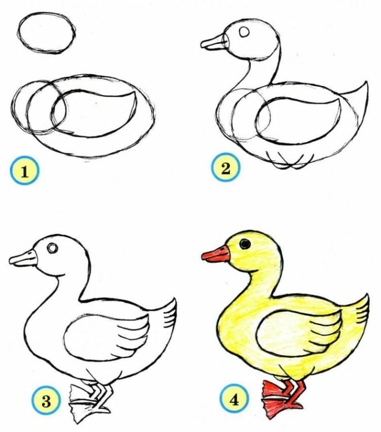 Как нарисовать утку своими руками пошагово