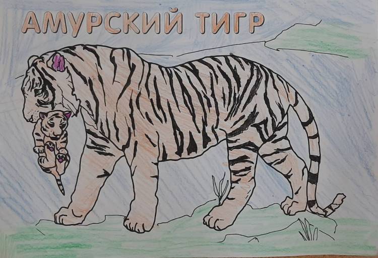 Рисунок амурского тигра легкий