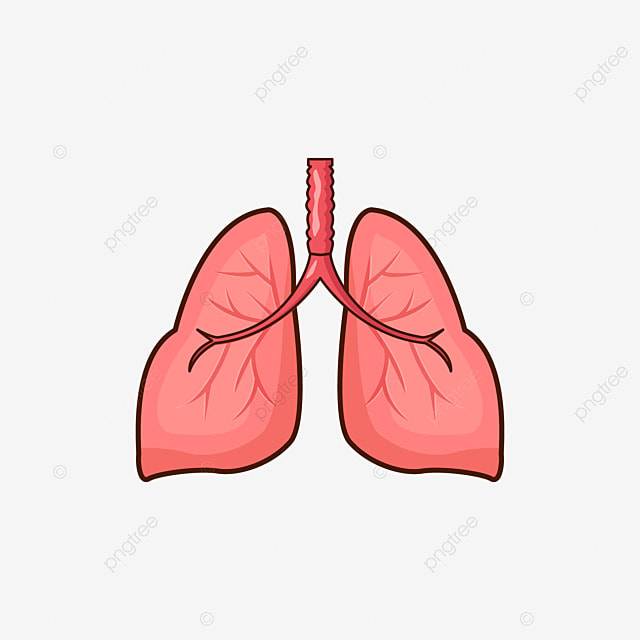 человеческие легкие орган векторные иллюстрации изолированных дизайн PNG , легкое, орган, Человек PNG картинки и пнг рисунок для бесплатной загрузки