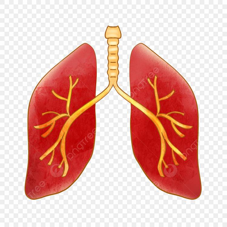 легкие человека PNG рисунок, картинки и пнг прозрачный для бесплатной загрузки