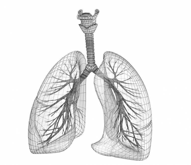 Рисунок легких человека карандашом