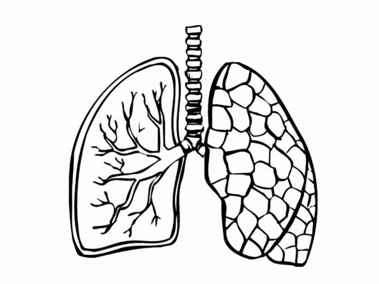 Раскраски Легкие человека для детей 