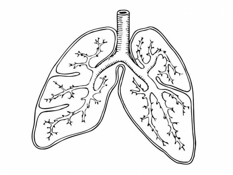 Легкие человека рисунок карандашом