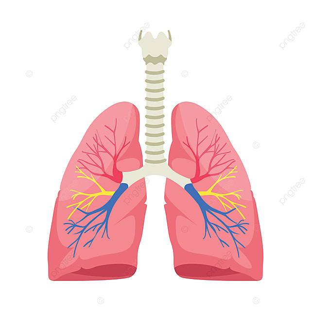 Векторная иллюстрация анатомии легких человека на белом фоне PNG , медицинские, медицина, лёгочная PNG картинки и пнг рисунок для бесплатной загрузки