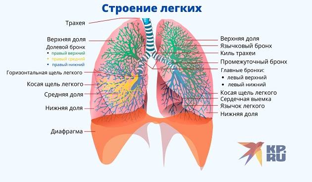 Легкие человека