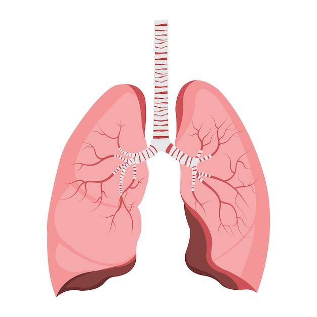 Легкие дыхательная система внутренние органы анатомия и физиология векторной иллюстрации человека