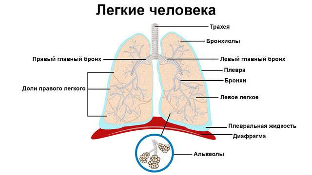 Эмфизема легких