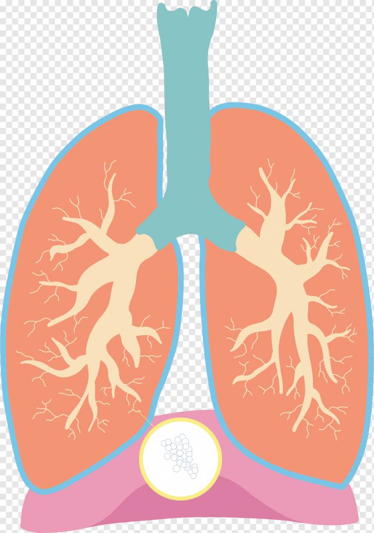 Анатомия, Трахея, Легкие, Человек, Биология, Диаграмма, png