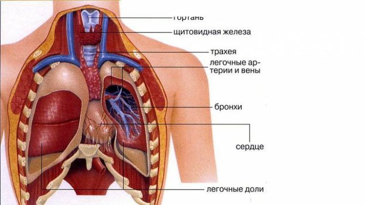 Как Расположены Внутренние Органы? Анатомия Человека