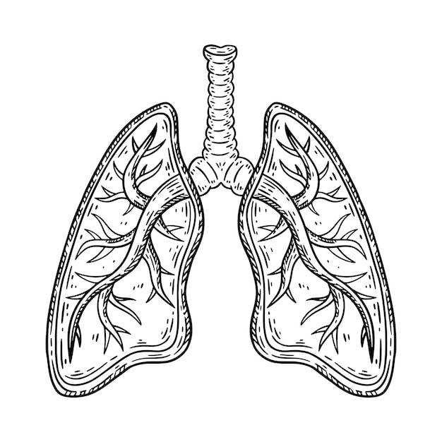 Рисунок легких Изображения