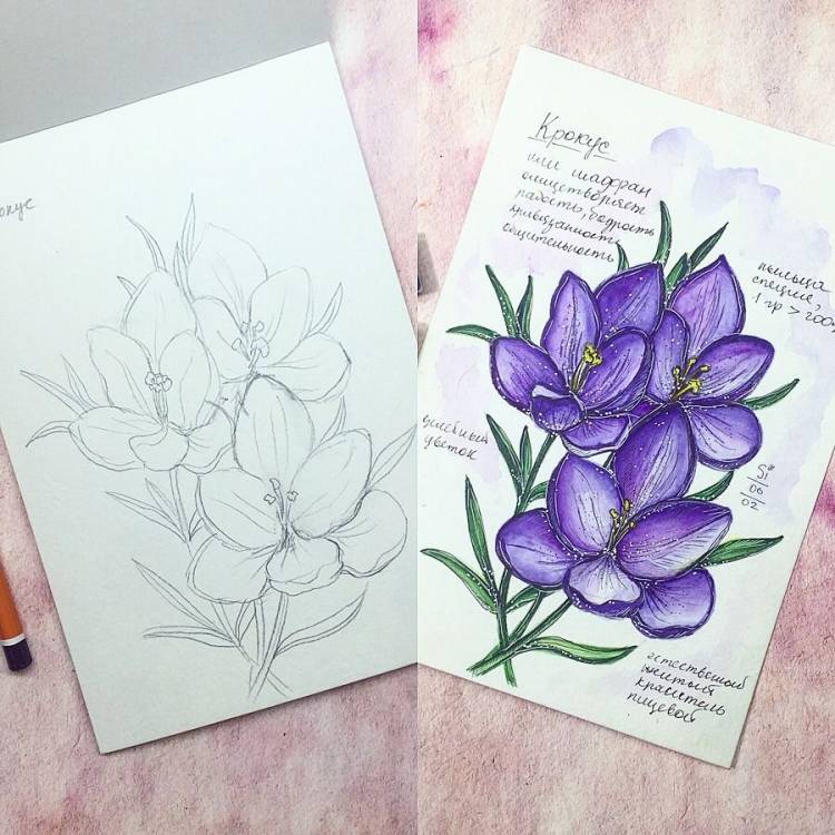 Крокус рисунок цветка акварелью скетч Crocus flower drawing watercolor sketch