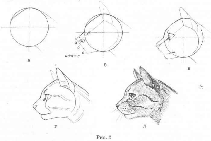 Рисуем голову кошки