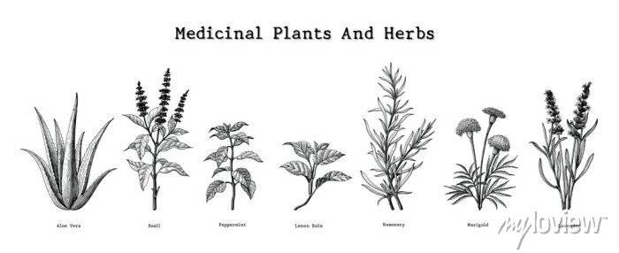 Лекарственные растения и травы ручной рисунок плакаты на стену