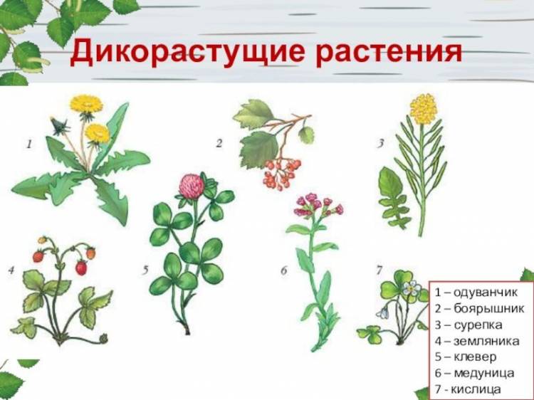 Картинки окружающий мир название растений 