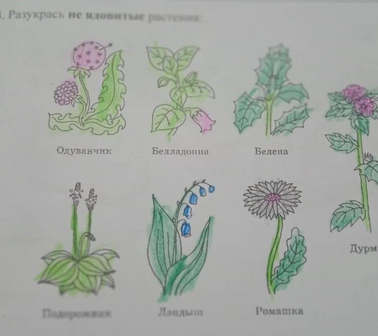 Травянистые растения широколиственного леса