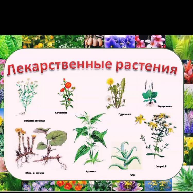 Культурные травы примеры