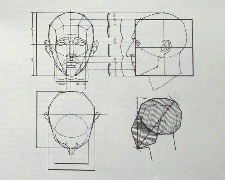 Пропорции головы человека