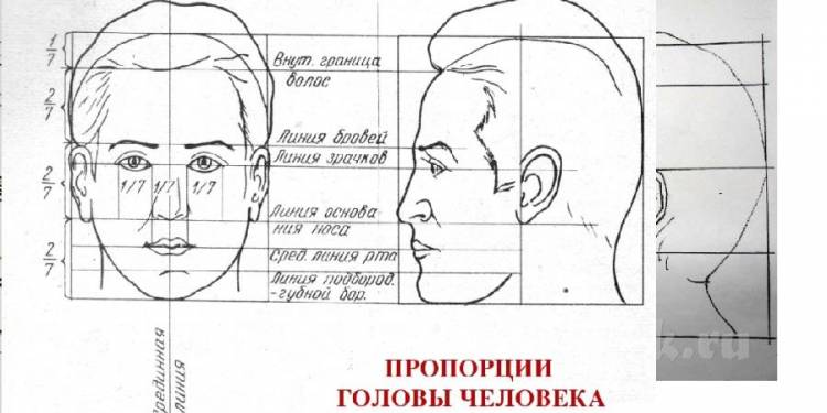 Конструкция головы человека и ее пропорции