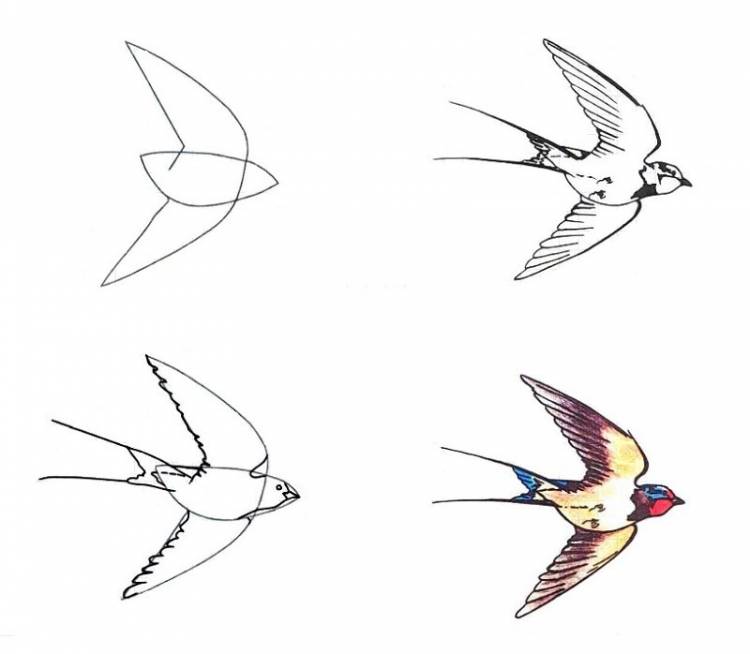Рисуем поэтапно перелетных птиц