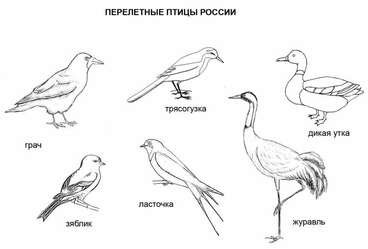 Перелетные птицы средней полосы