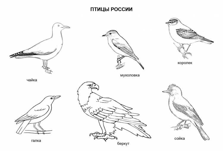 Перелетные птицы средней полосы