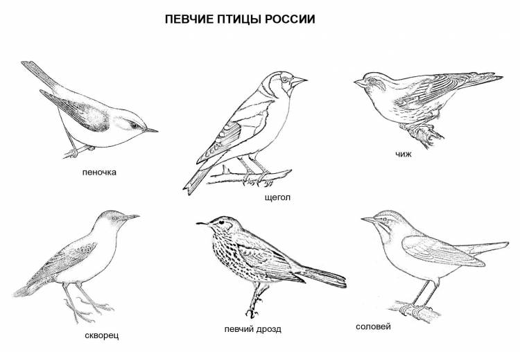 Перелетные птицы средней полосы