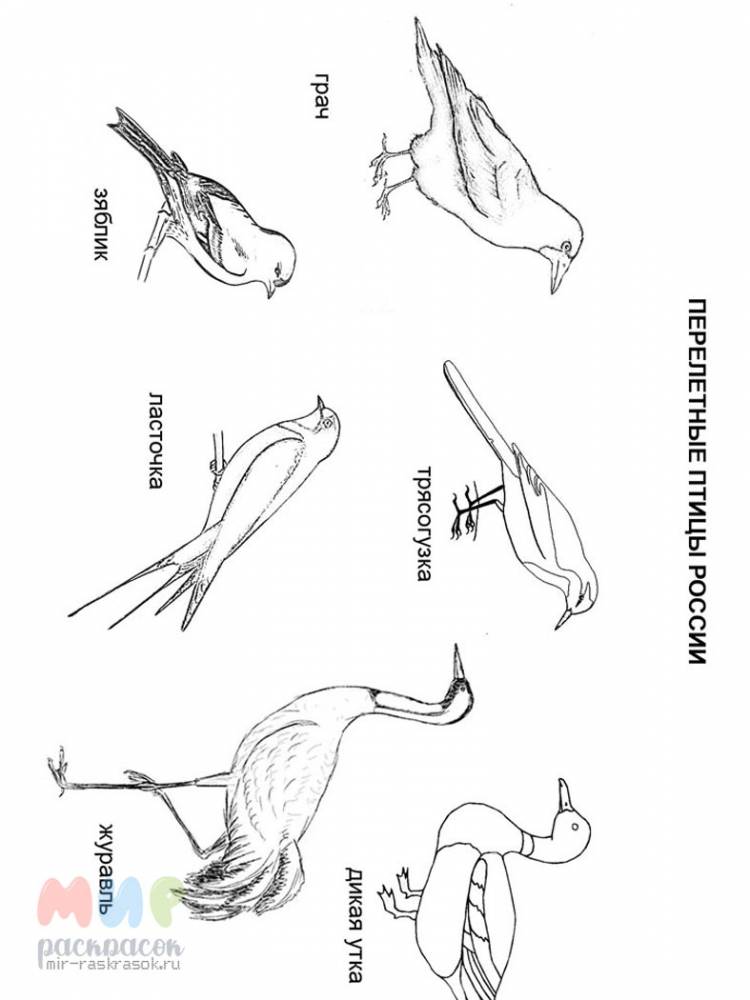 Раскраска Перелетные Птицы