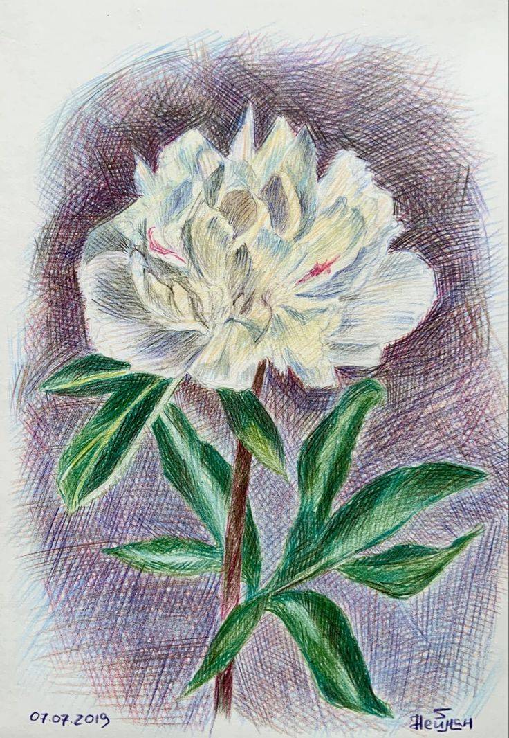 Coloured pencils peony's drawing