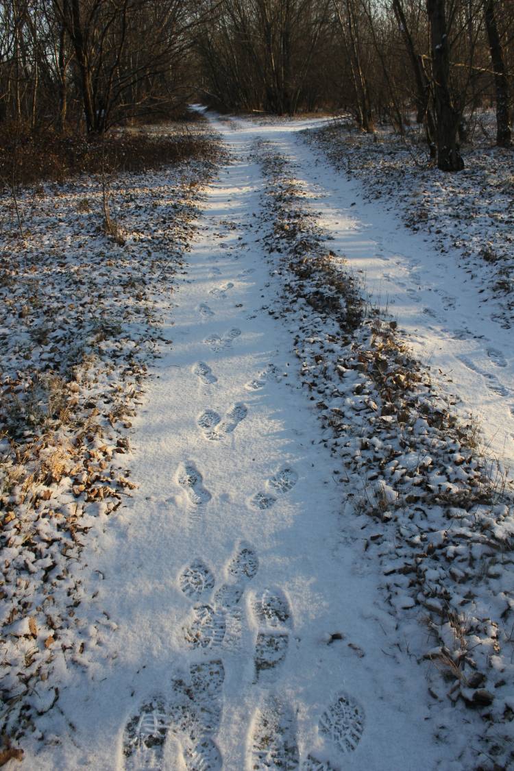 Картинки тропинка на снегу 