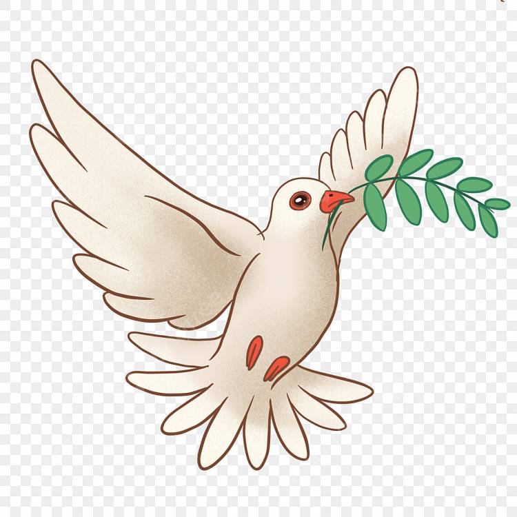 Bird Dove White Dove Olive Branch PNG , птица, голубь, Белый голубь PNG картинки и пнг PSD рисунок для бесплатной загрузки