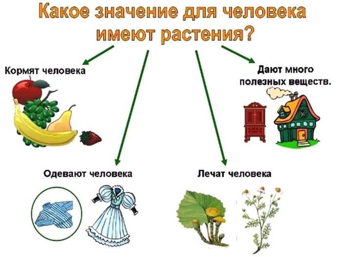 Рисунок на тему растения в жизни человека 