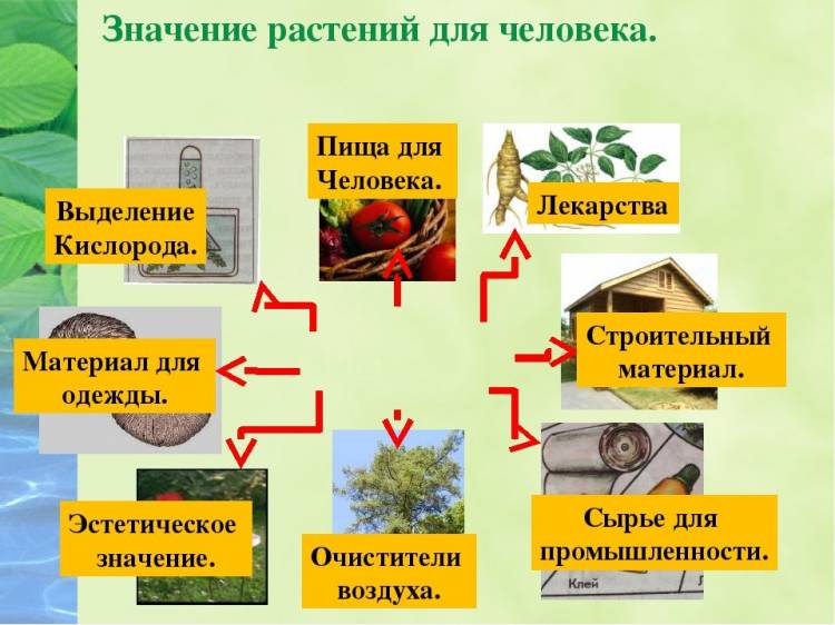 Картинки роль растений в природе и жизни человека 